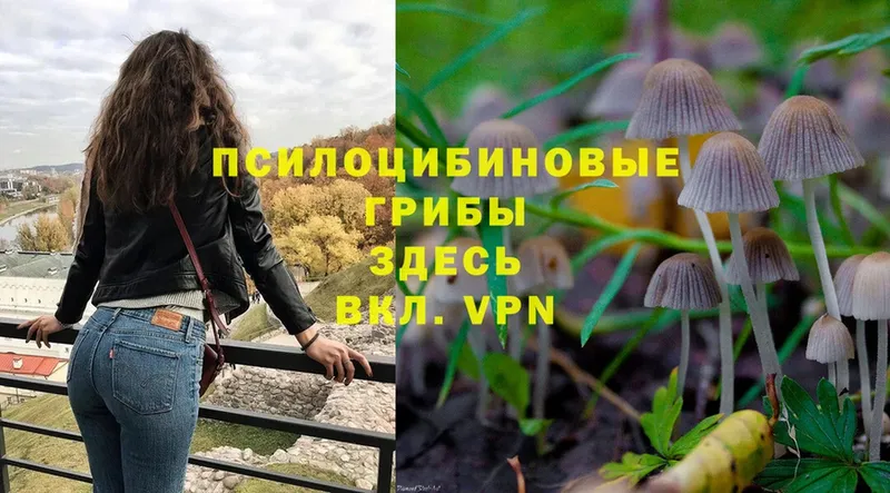 как найти наркотики  Бугуруслан  Галлюциногенные грибы Psilocybe 